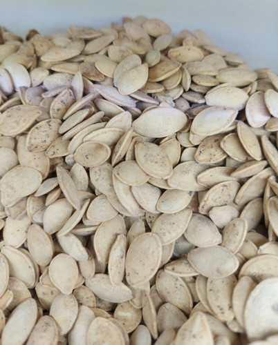 تخمه کدو گوشتی خوشمزه گرم (فروشگاه توت استور)